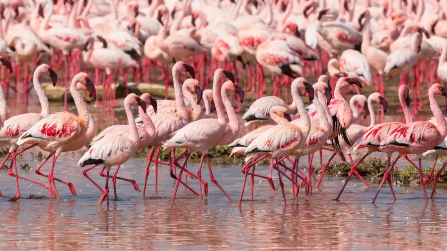 kenya africa nakuru national park lake bogoria national reserve wild