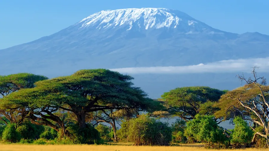 kilimanjaro on african savannah