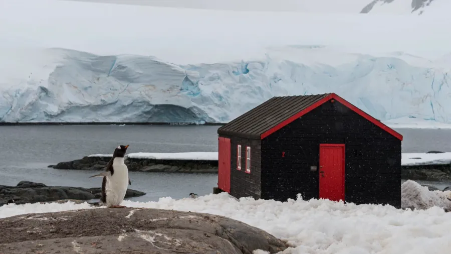 king penguin at nature