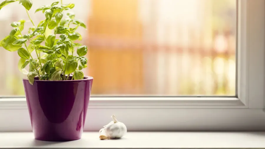 kitchen garden  basil in pot on window sill