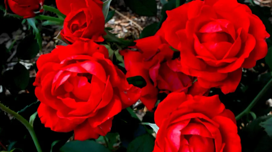 knock out roses on bush