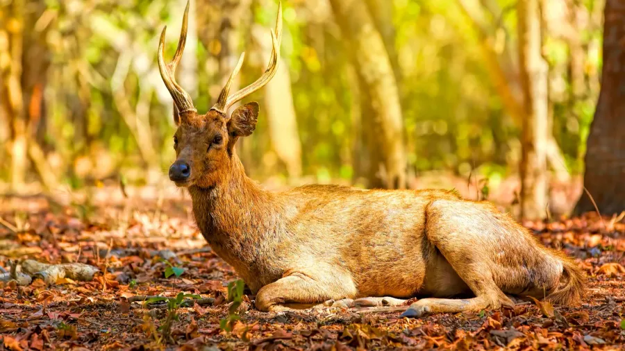 komodo deer