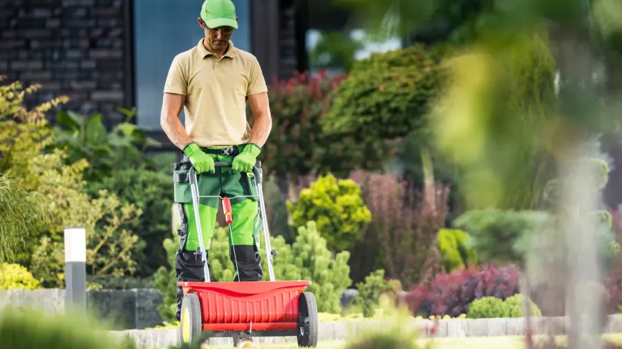 landscaper spreading fertilizer on lawn