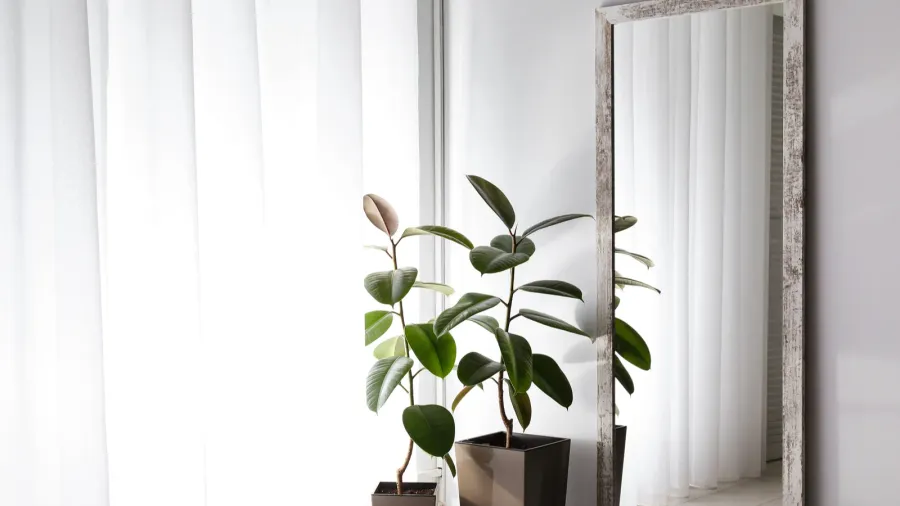 A large framed mirror and plants near a window with sheer curtains.
