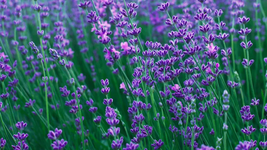 A field of blooming lavender with vivid purple hues.