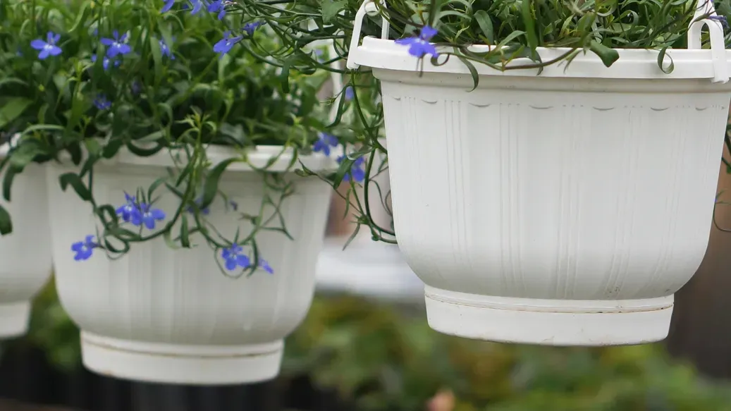 Beautiful Lobelia plants with small blue flowers growing in white hanging planters.