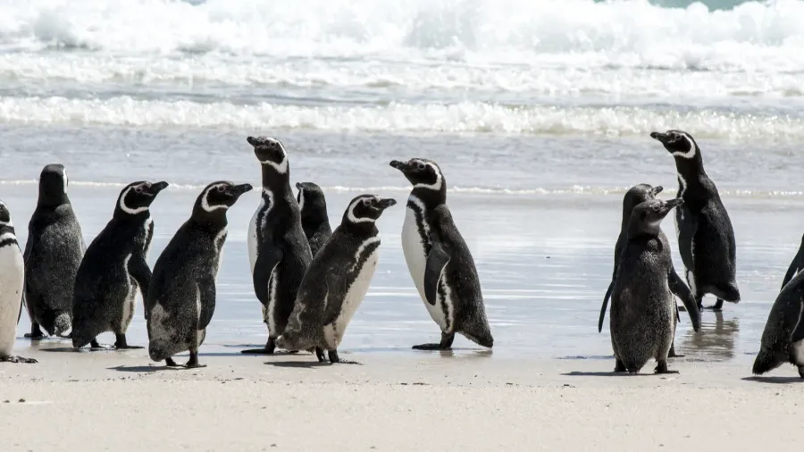 magellanic penguins on the beach