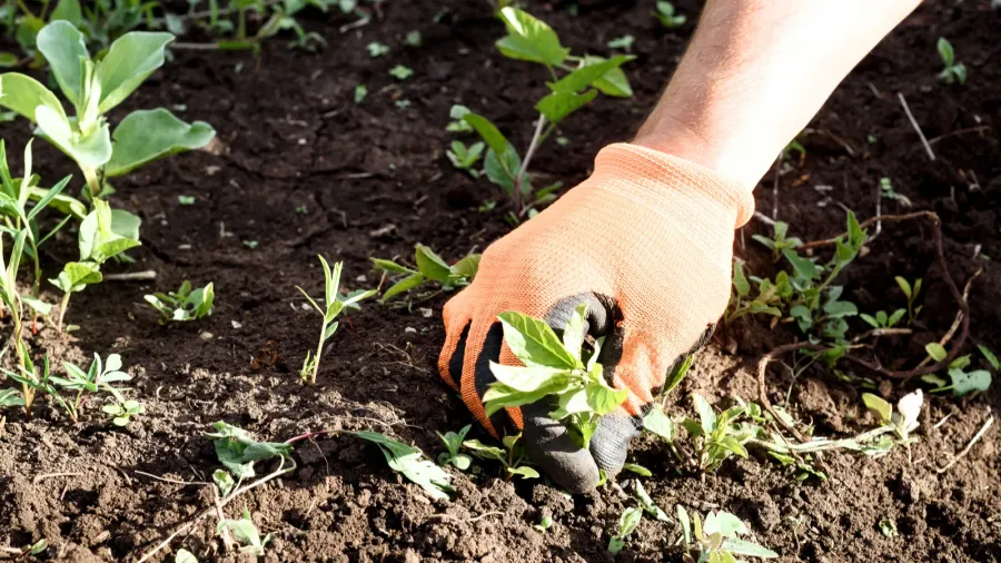 A man wearing gloves pulling out weeds from wet soil.