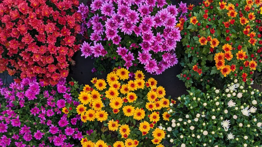 many colorful chrysanthemums in flower pots top view