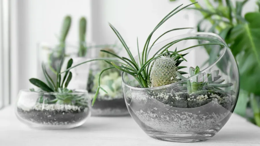 mini succulent garden in glass terrarium