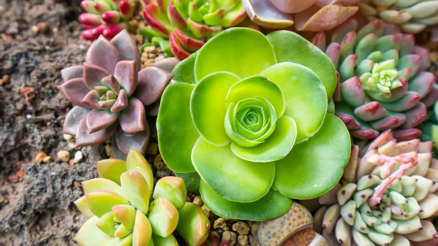 A vibrant assortment of green and pink sedum in a garden.