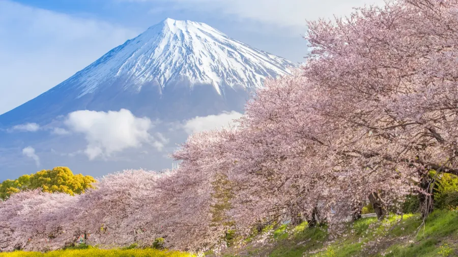 mountain fuji and sakura cherry blossom