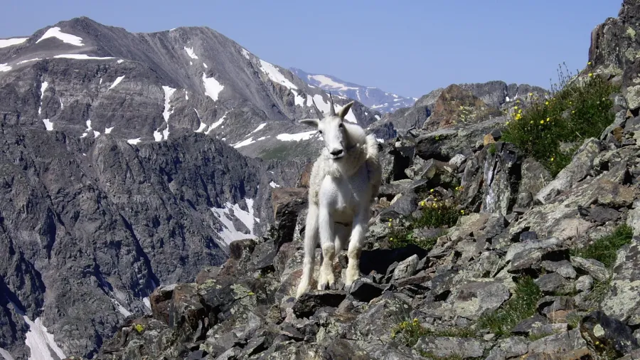 mountain goat on the path to quandary peak co 14271