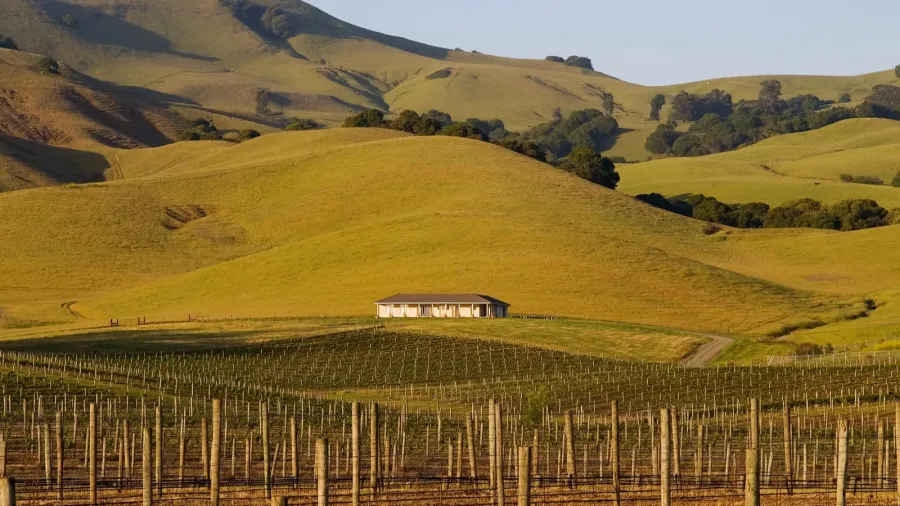 napa valley vineyard at sunset