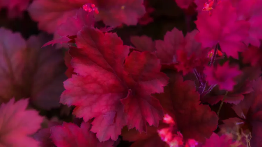 Dark red leaves glistening with dew in bright light.