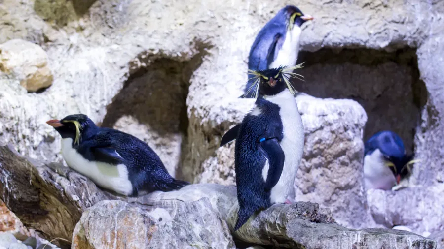 northern rockhopper penguin eudyptes c moseleyi