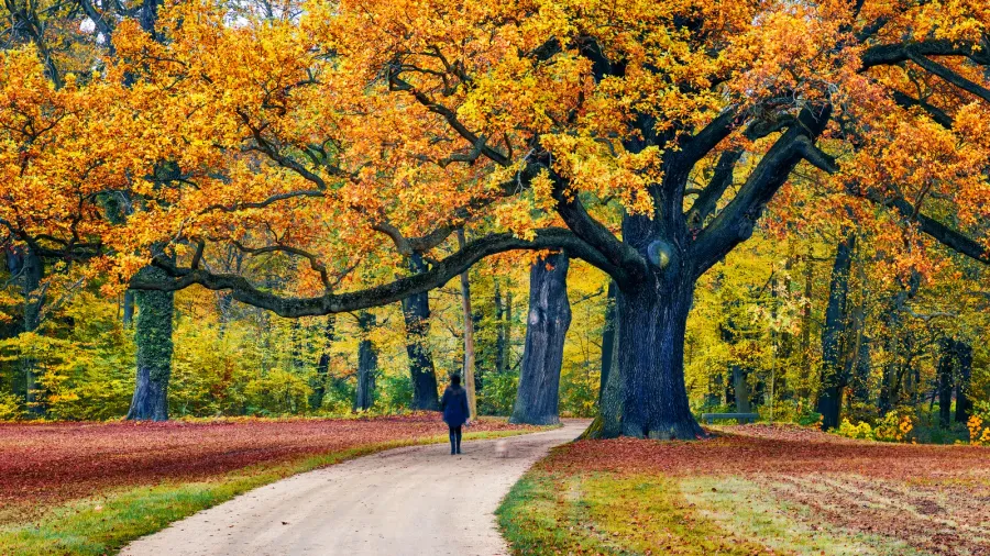 old oak tree in muskau park unesco world heritage site