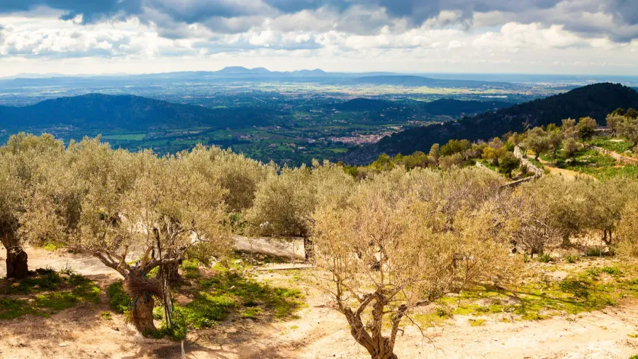 old olive grove near alaro