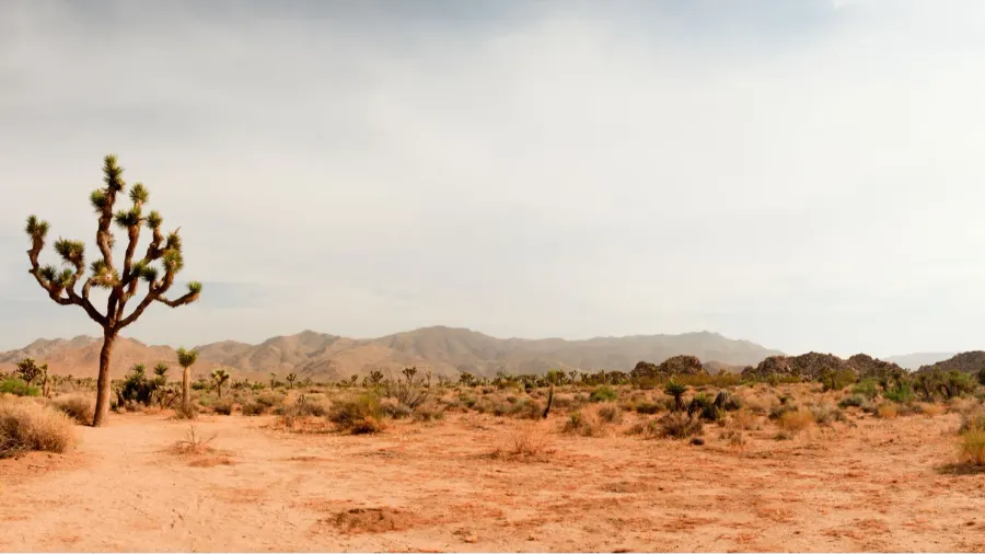 panorama landscape of joshua tree national park usa