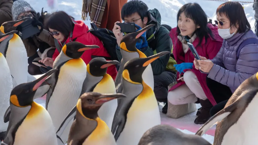 penguin walking parade at asahiyama zoo