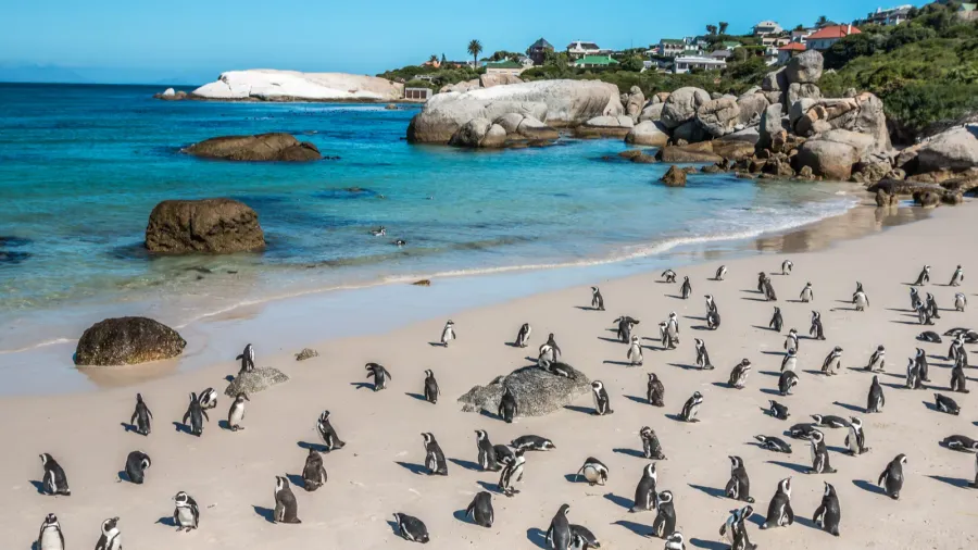 penguins at boulders beach in cape town south africa