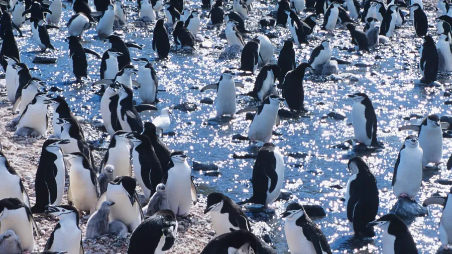 penguins gathering on ice