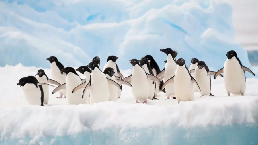 penguins on the snow
