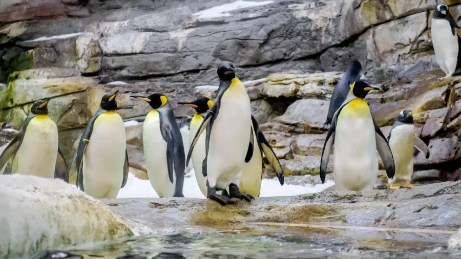 penguins