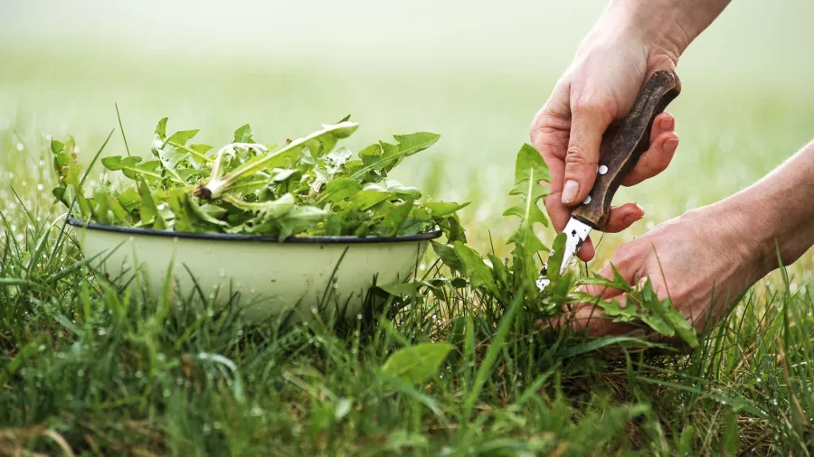 picking dandelion in nature