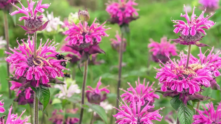 pink monarda bee balm or bergamot in the summer garden