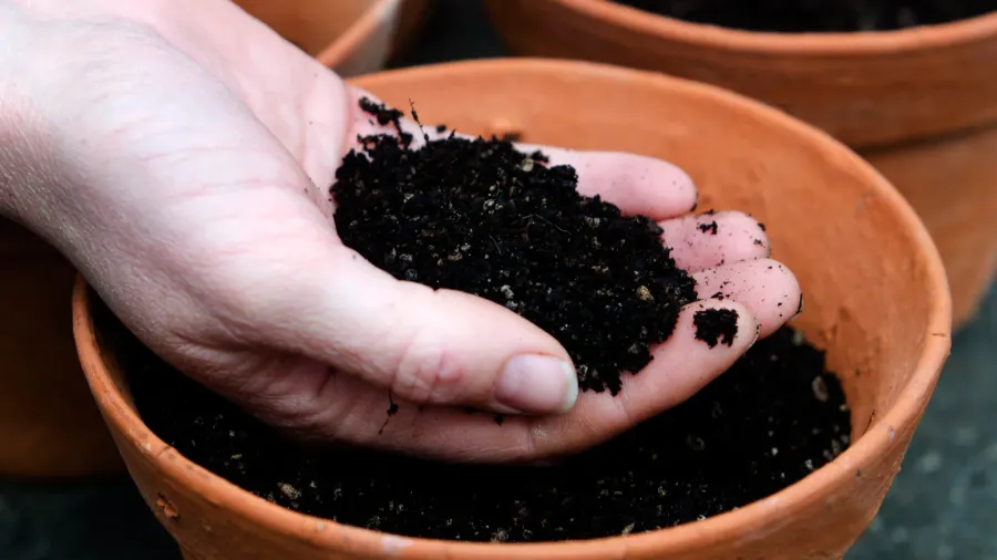 A hand holds dark potting soil above a terracotta pot.