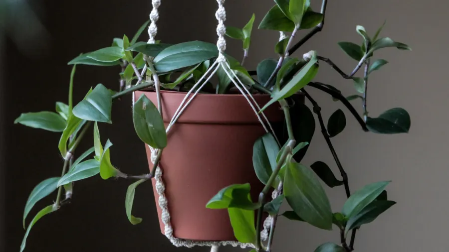 plants at home green tradescantia in a hand made macrame