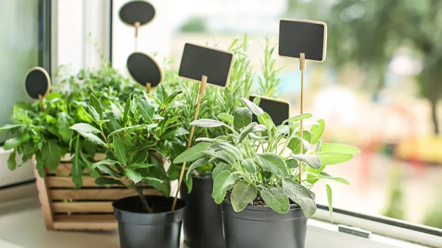pots with fresh aromatic herbs on windowsill