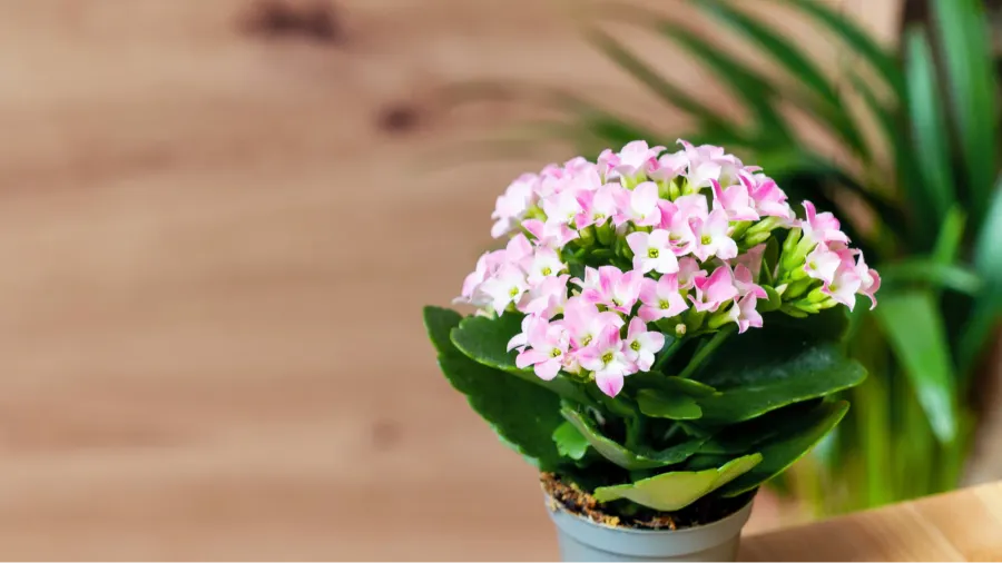 A potted Flaming Katy plant with flowers against wooden background