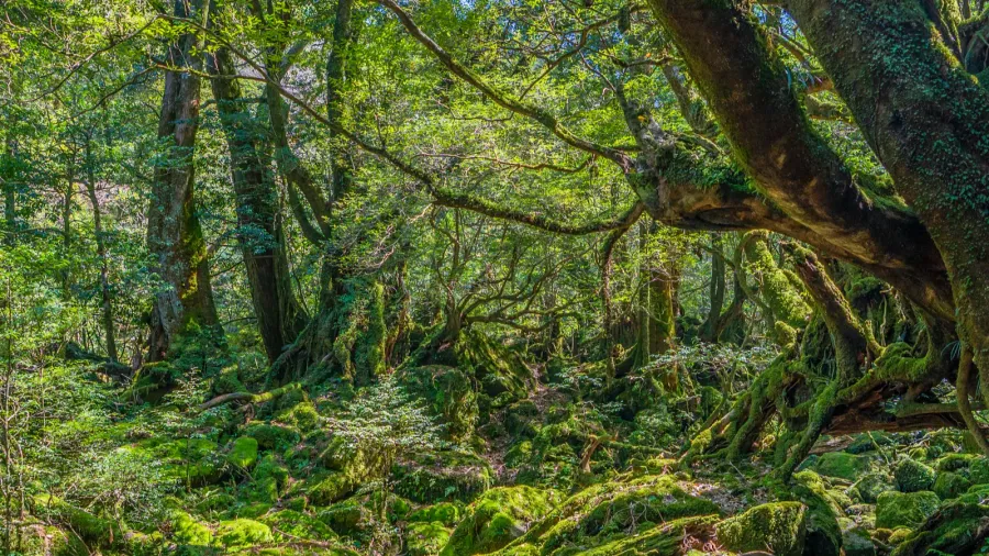primival forest hiking trails in yakushima japan