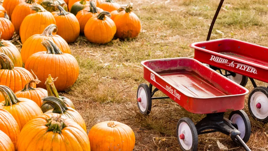 pumpkin patch