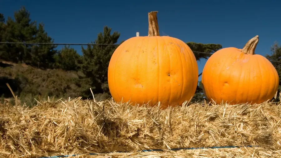 pumpkin patch
