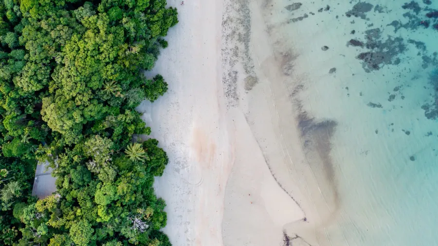 rainforest meets the reef in the daintree national park queensland