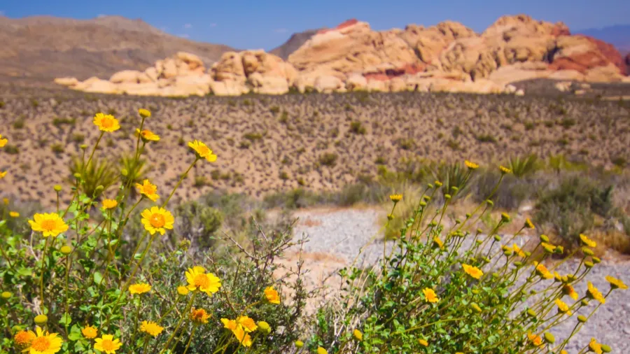red rock canyon nv