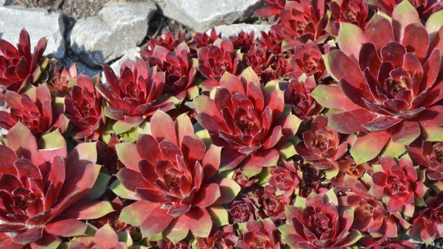 red sempervivum succulent plants