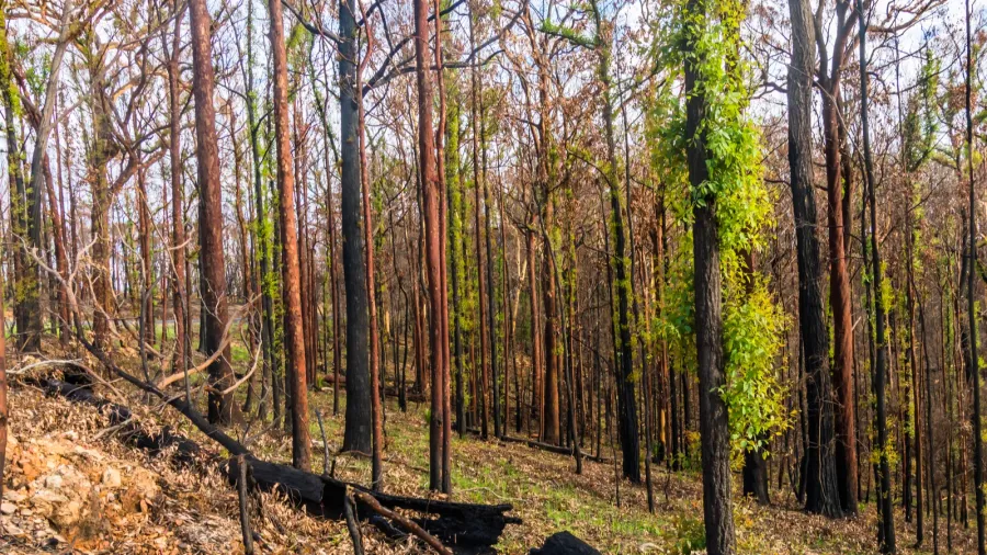 regeneration  two months after the south coast fires in