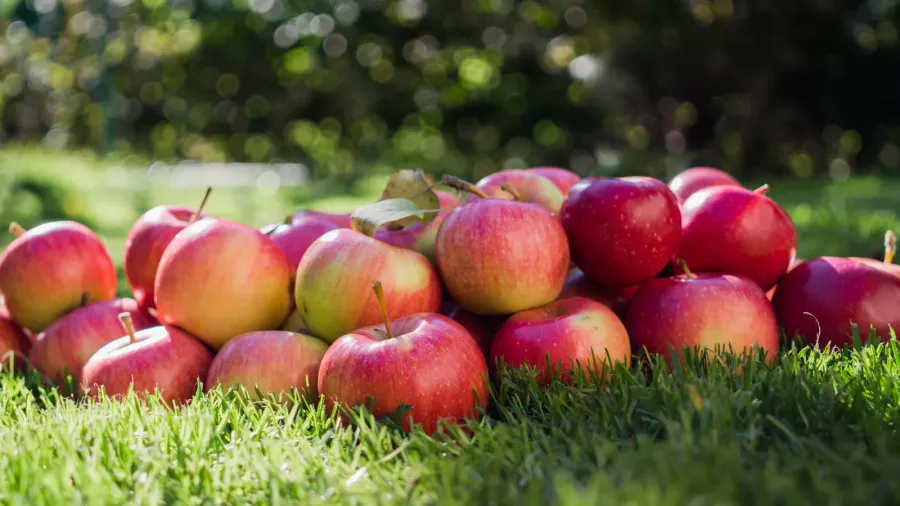 ripe autumn apples in a sunny garden