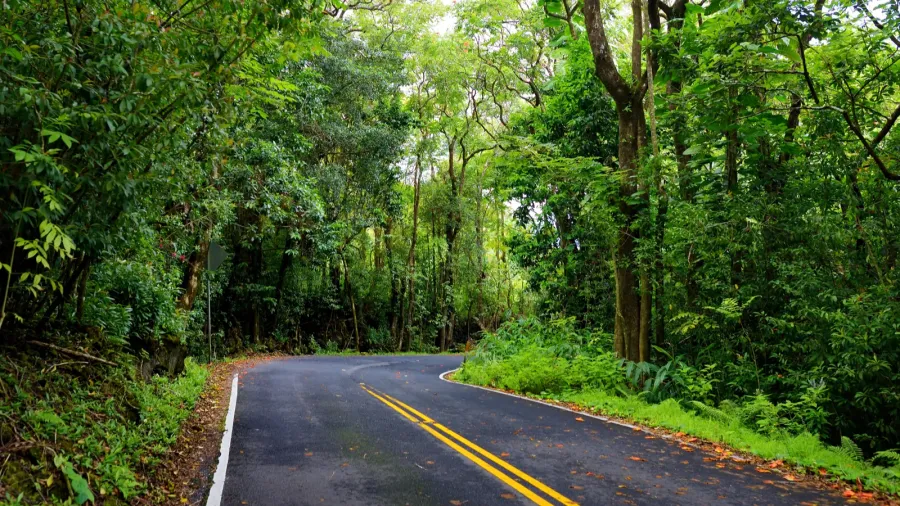road to hana through tropical rainforest