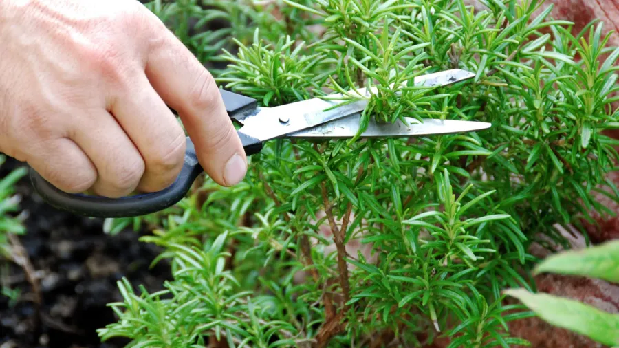 rosemary seasoning garden