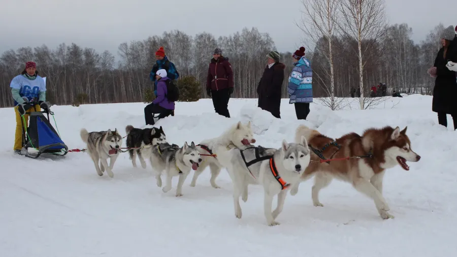 russia novosibirsk 02232020 a team of northern sled dogs runs