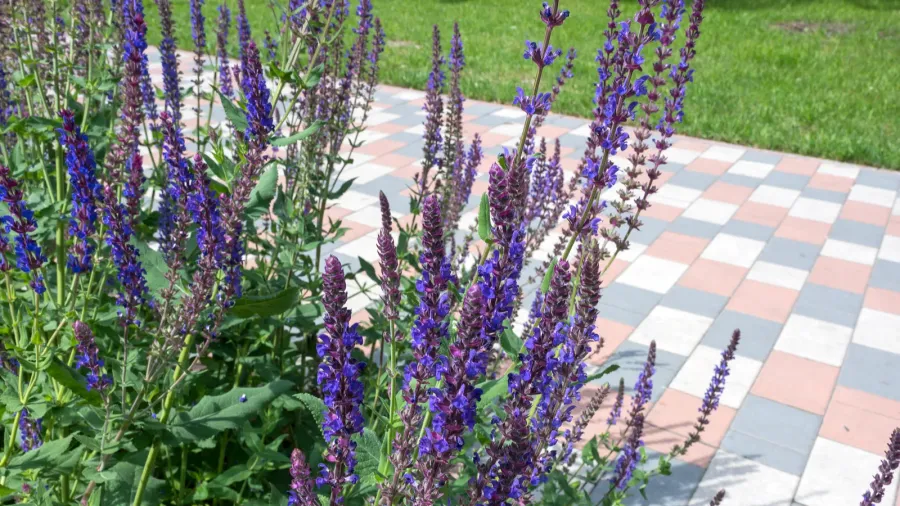 Tall purple flowers blooming beside a patterned walkway.