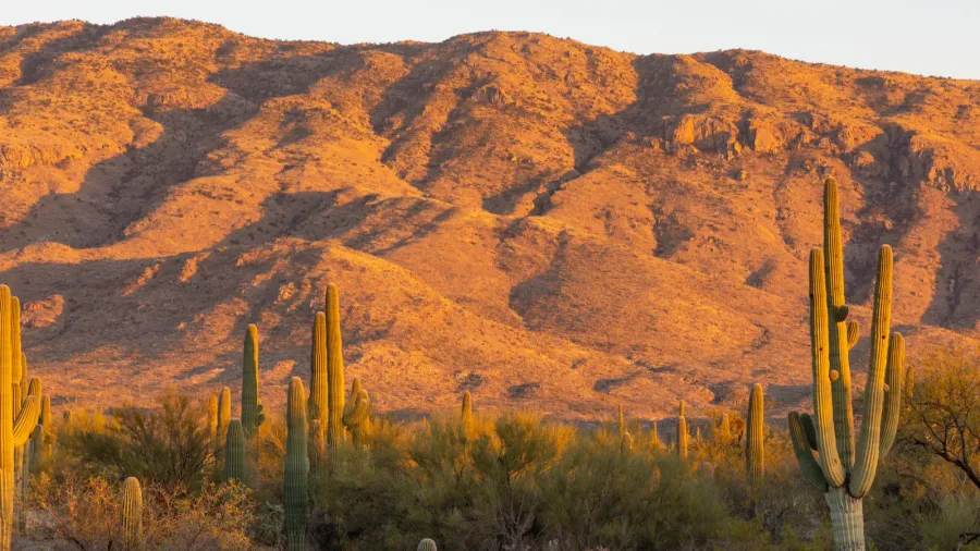 saguaro cactus and desert landscape at sunset