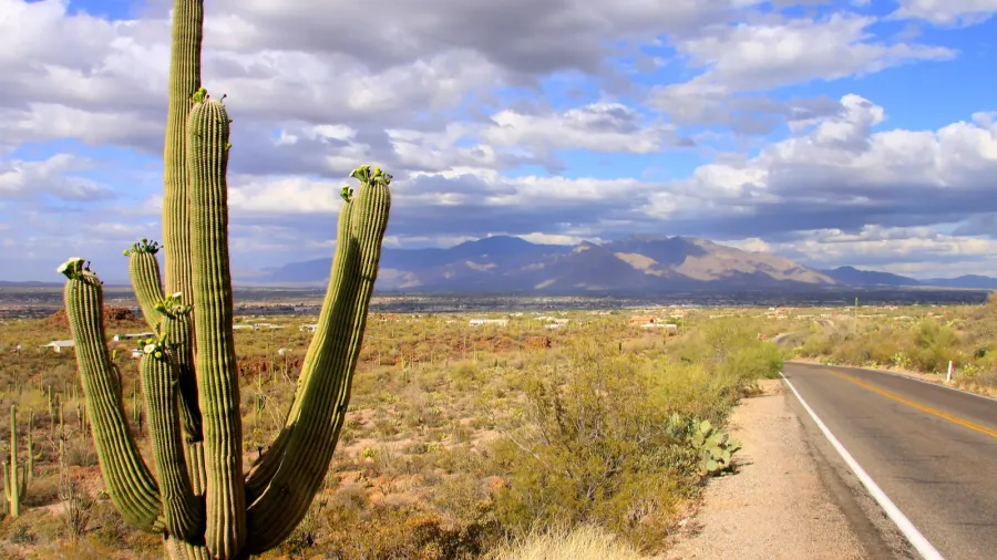 saguaro national park