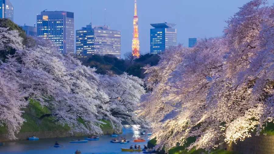 sakura cherry blossoms