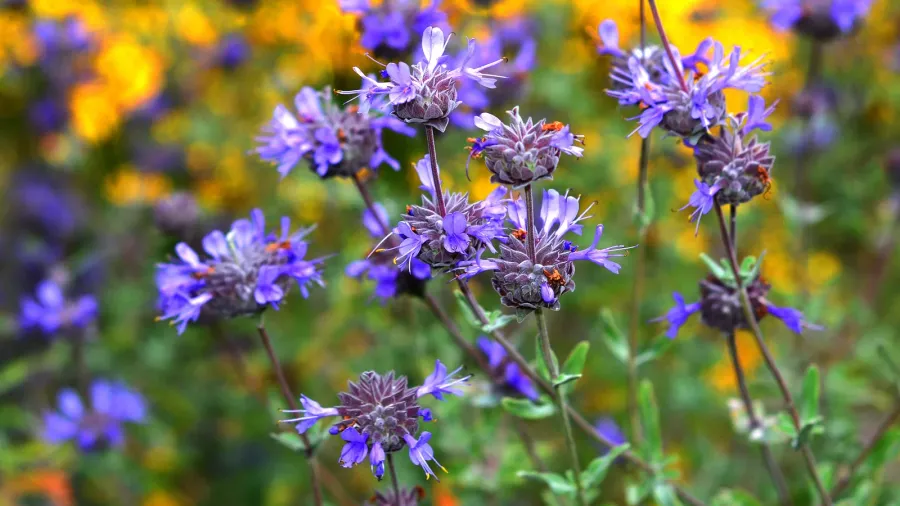 Pollinator-friendly Salvia flowers growing a garden.